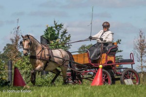 dressuur en vaardigheid  nienoord 10-8-2015  joshua keller-0493        